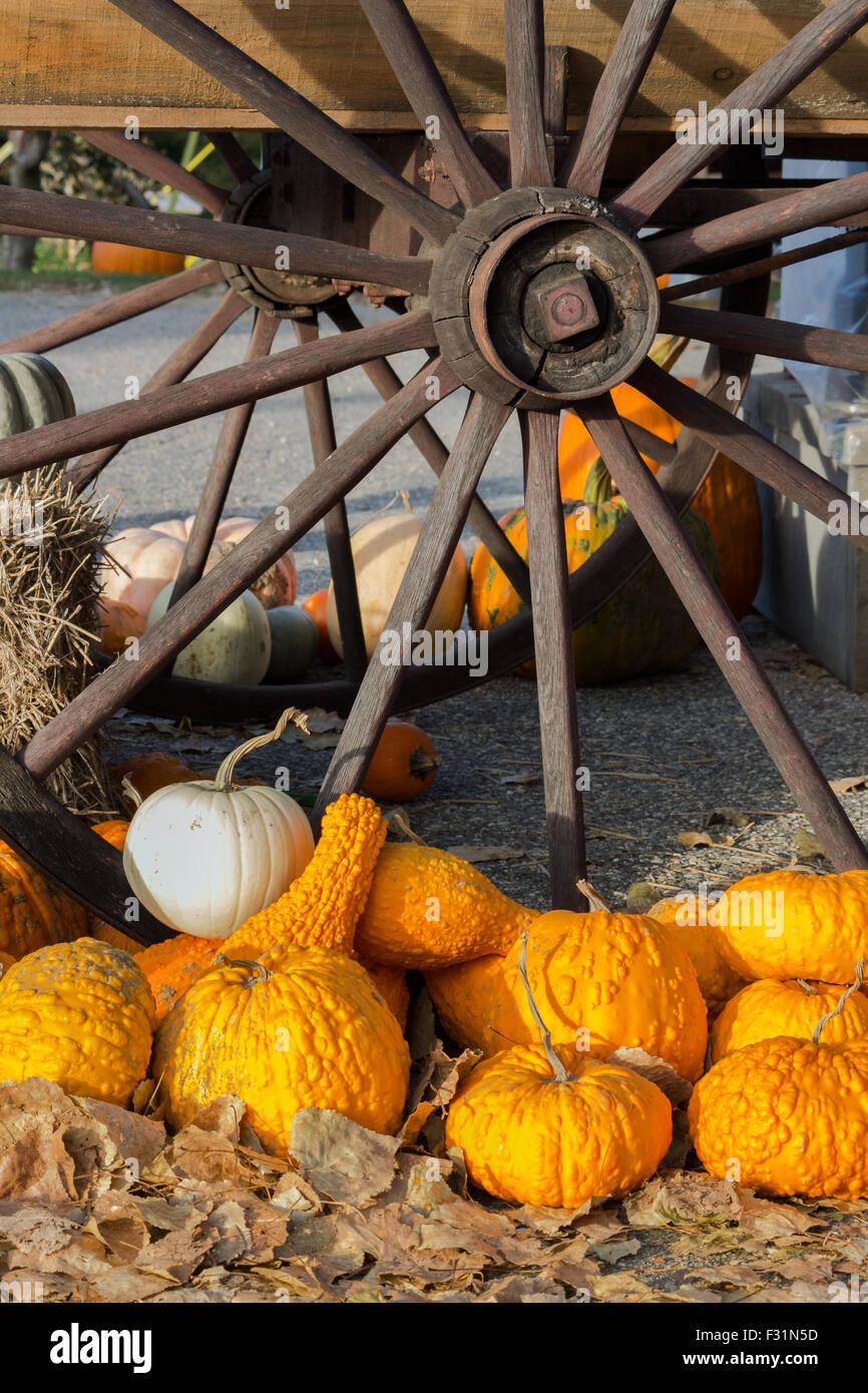 Herbst Kürbis Anhänger Stockfoto