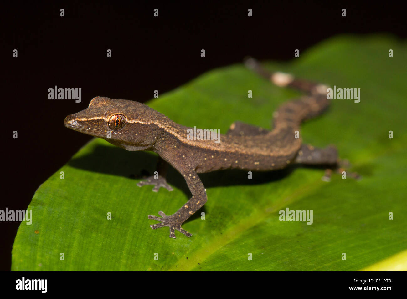 Madagaskar clawless Gecko (Ebenavia Inunguis), auf einem Blatt, Antongil Bay, Nosy Mangabe, Madagaskar Stockfoto