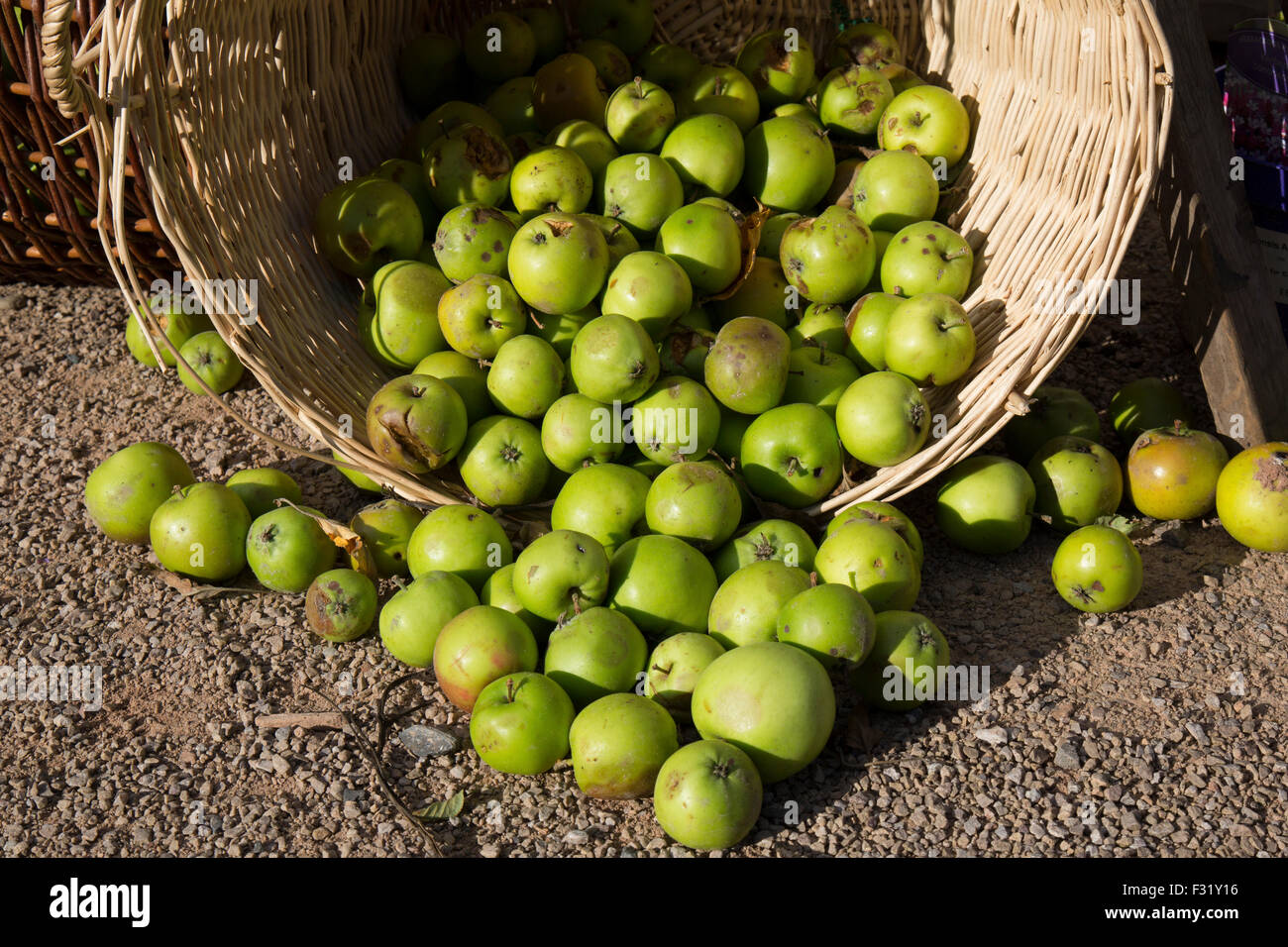 Neu nahm englische Äpfel in einem Korb. Stockfoto