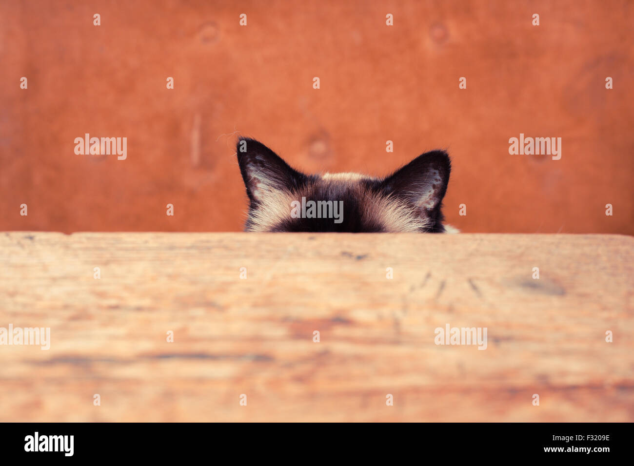 Hübsche Katze versteckt sich hinter einem Tisch, nur seine Ohren sind sichtbar Stockfoto