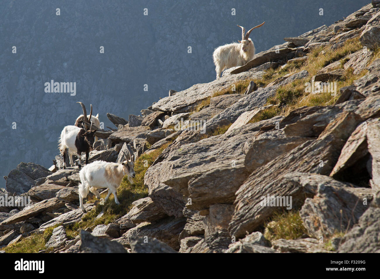 Verwilderte Ziegen (Capra Hircus) in Snowdonia, Wales. Stockfoto