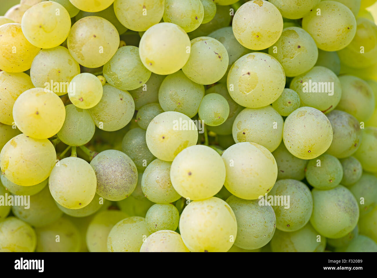 Nahaufnahme der Weintraube, Hintergrund Stockfoto