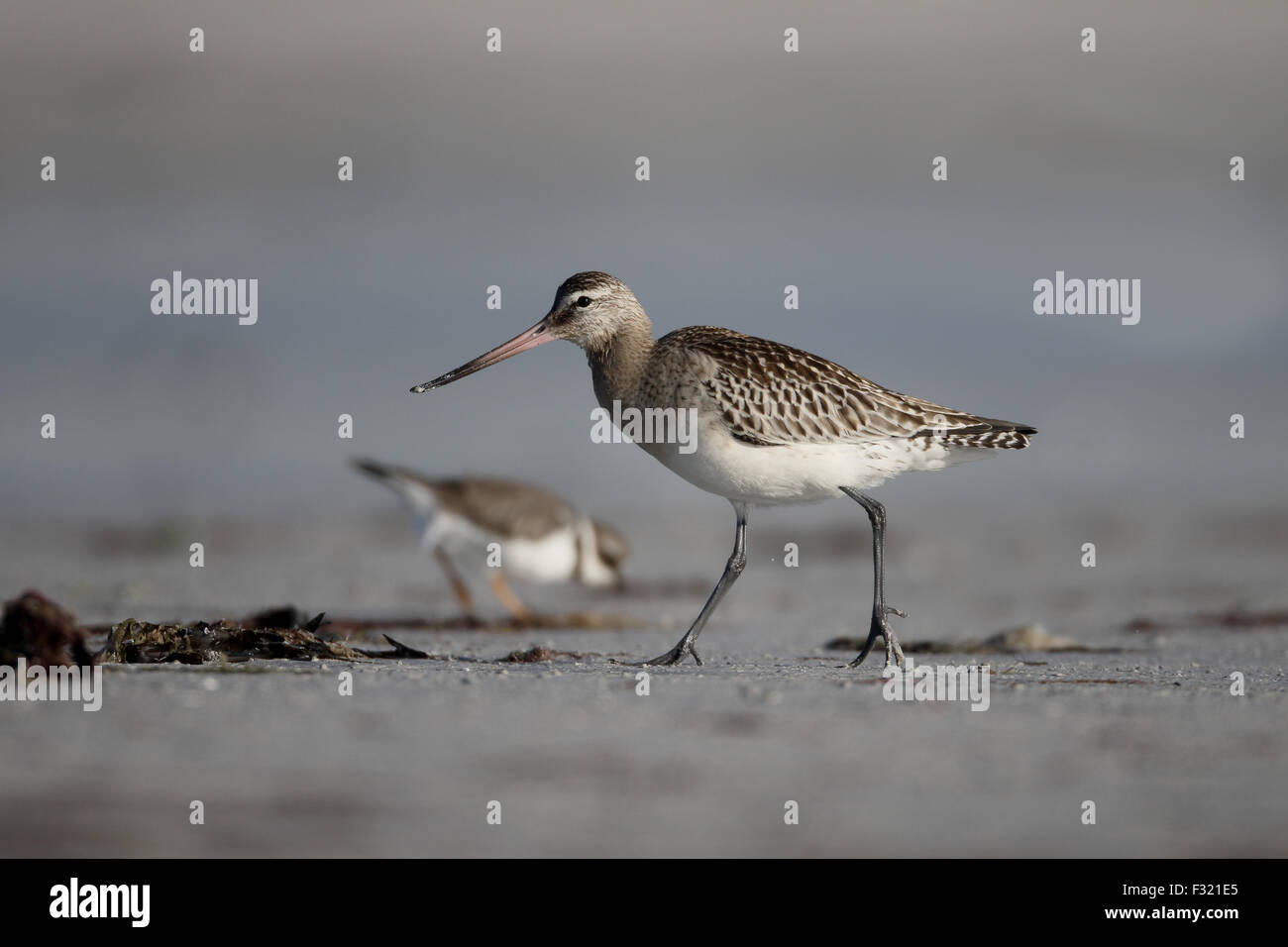 Uferschnepfe, Limosa Limosa, einziger Vogel am Strand, South Uist, Hebriden, September 2015 Stockfoto