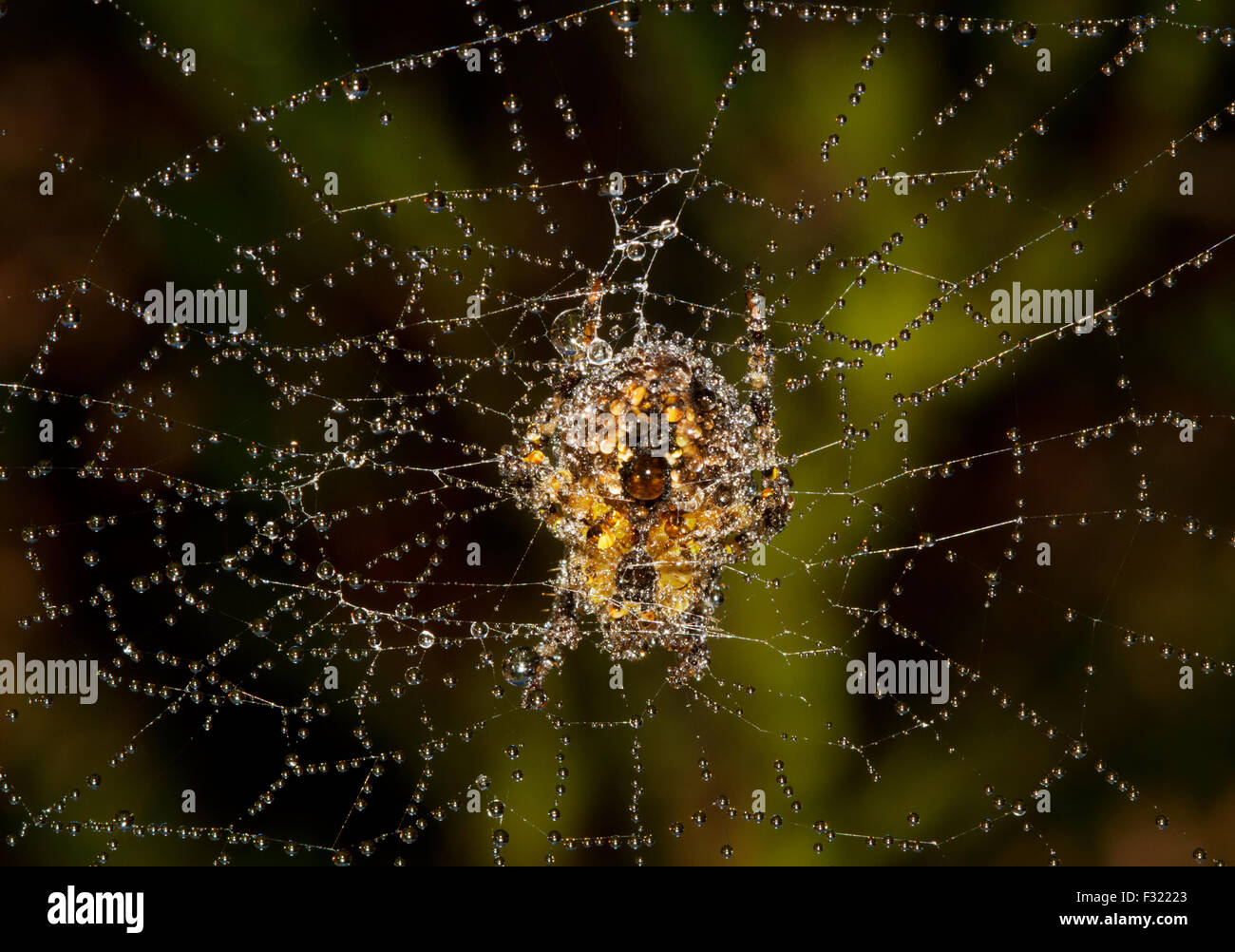Europäische Gartenkreuzspinne (Araneus Diadematus) in einem Netz bedeckt mit Tau Stockfoto