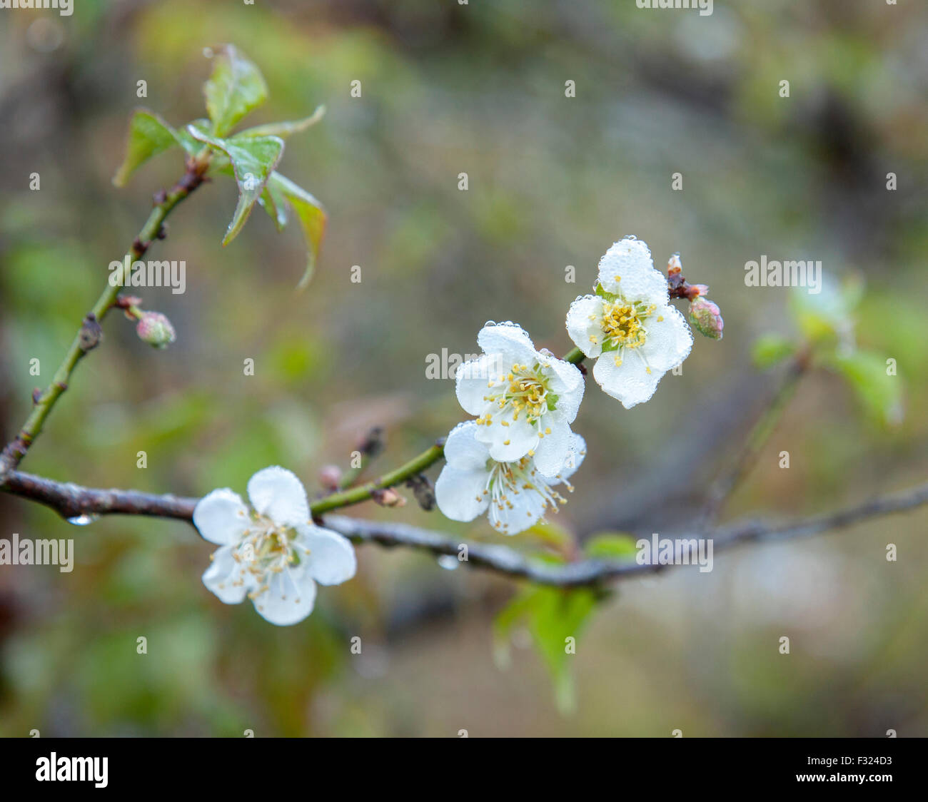 Pfirsichblüte mit dem Tau am Morgen Stockfoto