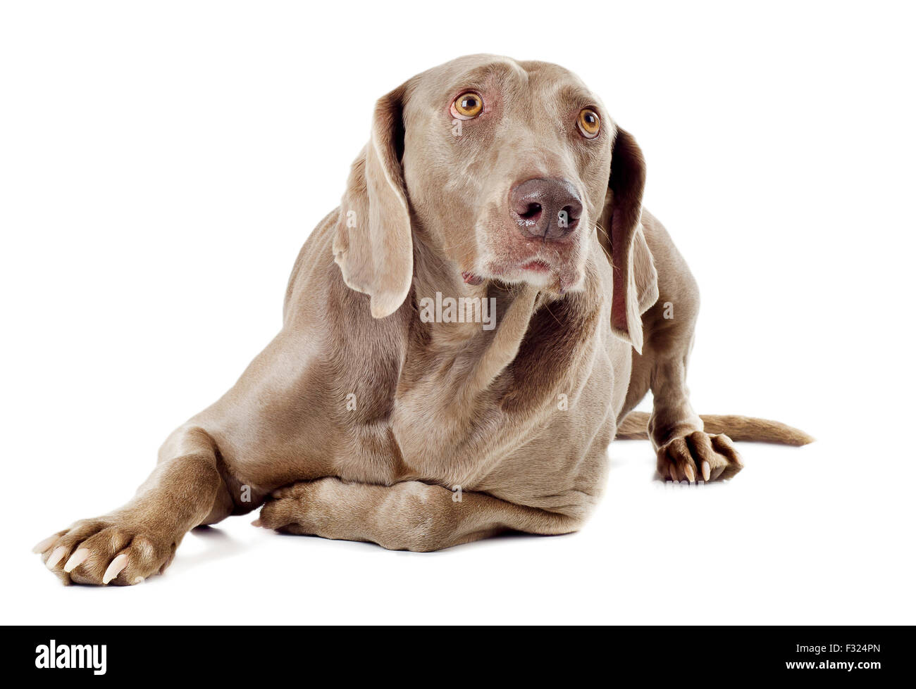 Hund mit Knochen isoliert auf weißem Hintergrund Stockfoto