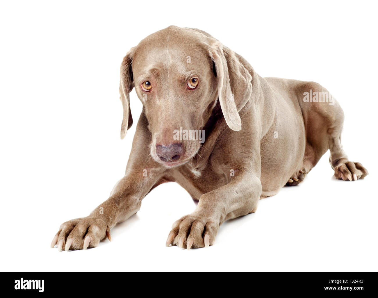 Hund mit Knochen isoliert auf weißem Hintergrund Stockfoto