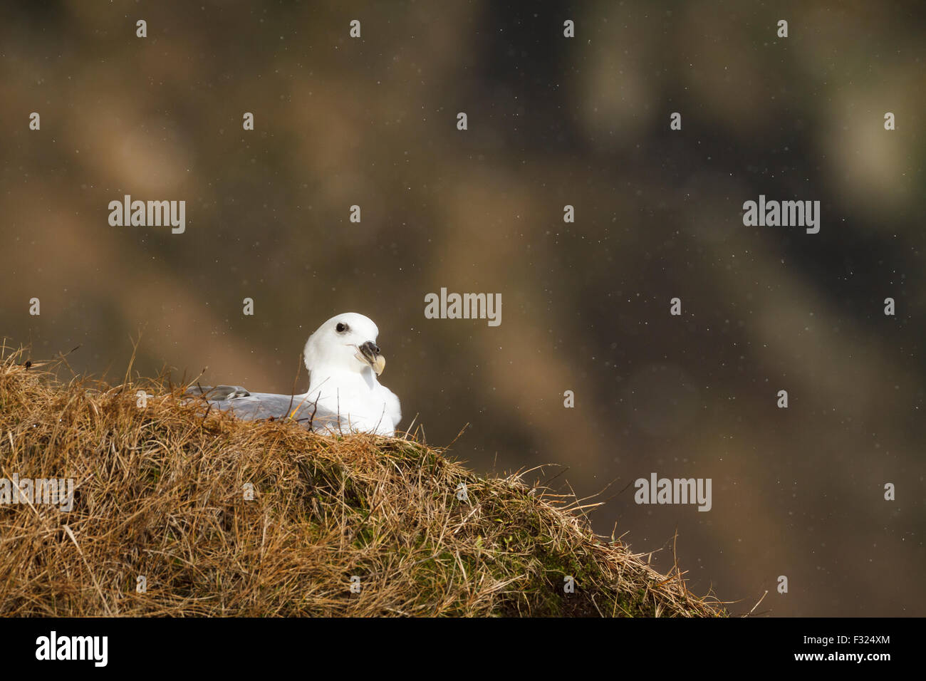 Nördlichen Fulmar (Fulmarus Cyclopoida) ruht auf einem Nistplatz. Süd-Island. Stockfoto