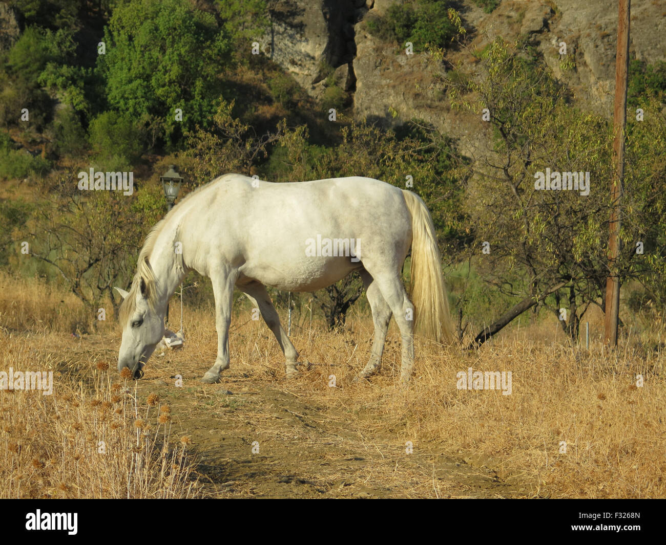White Horse in Alora Landschaft angebunden durch Seil am Vorderbein Weiden Stockfoto
