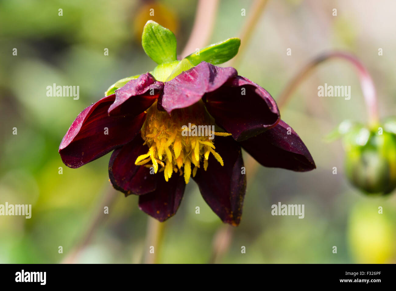 Nickend September Blume eines natürlichen Hybriden, Dahlia x Kosmos "Mexikanische Black" Stockfoto