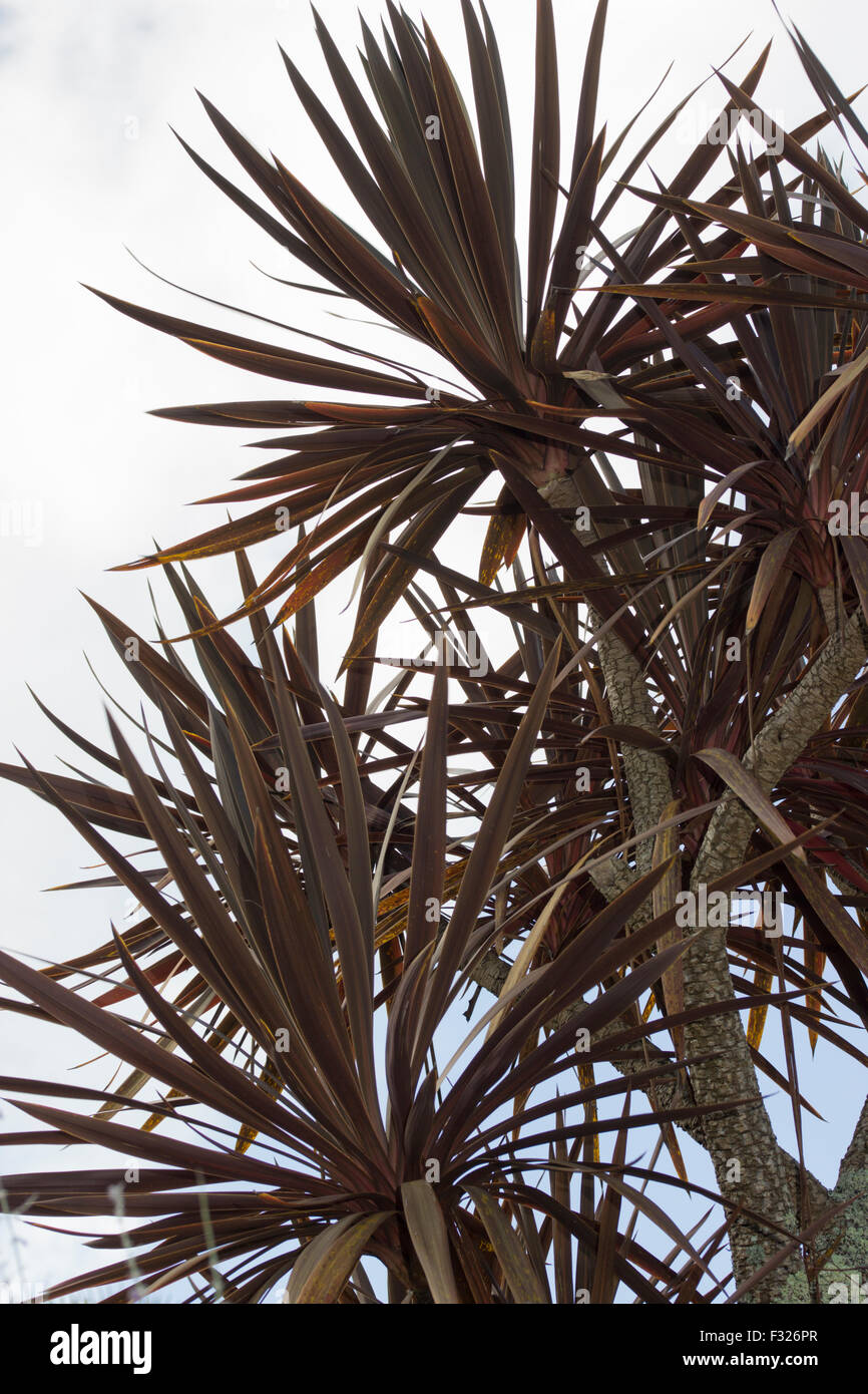 Mehrköpfigen Pflanze etwas zart Kohlpalme, Cordyline Australis "Torbay Red" Stockfoto