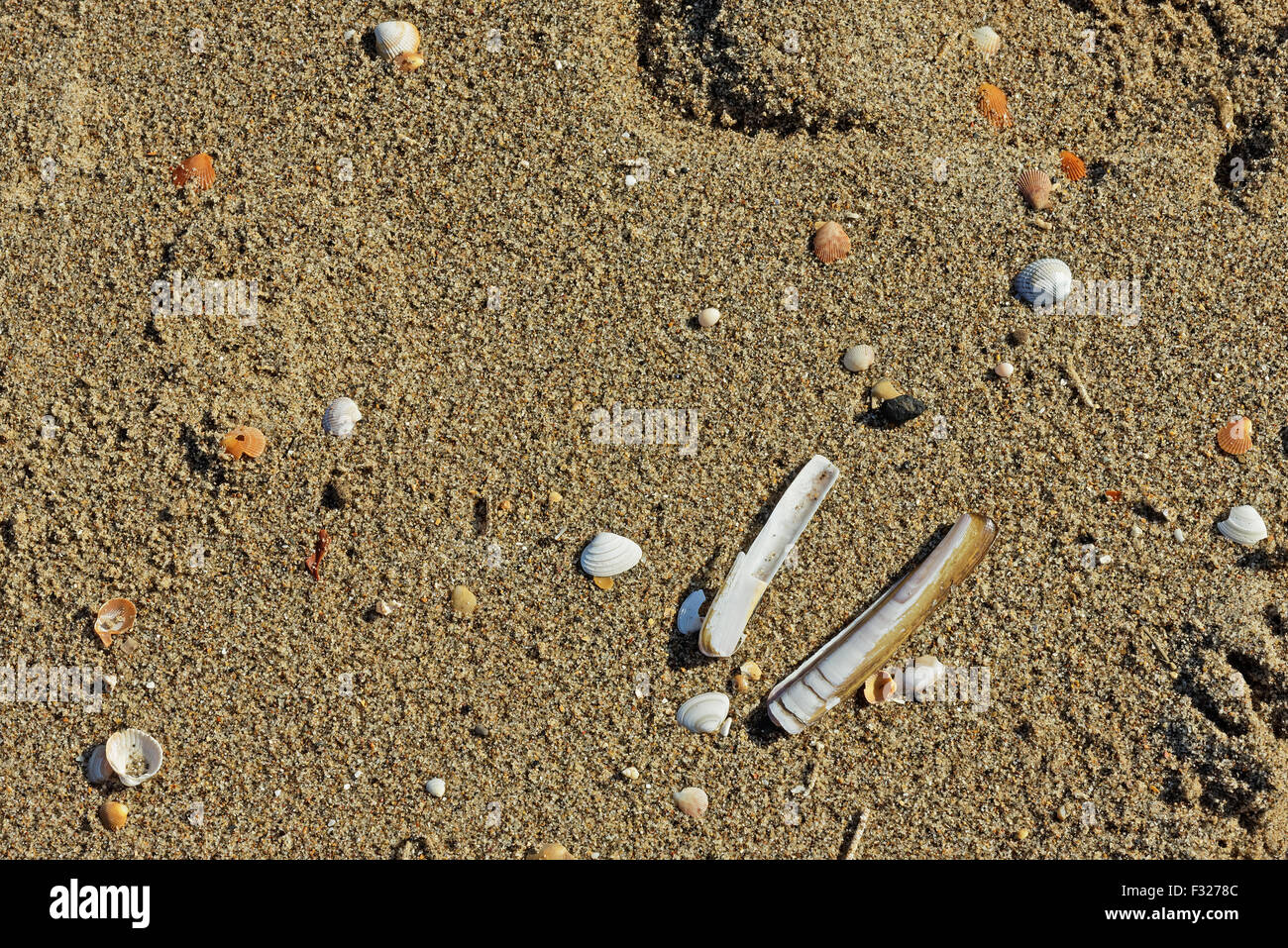 Herzmuschel und Razor Muschelschalen liegen am Sandstrand Stockfoto
