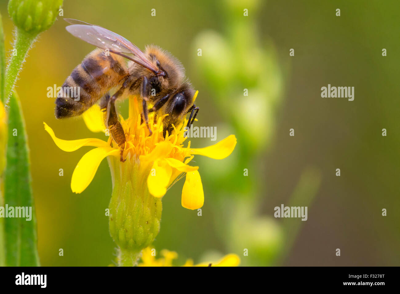 Europäische Honigbiene Stockfoto
