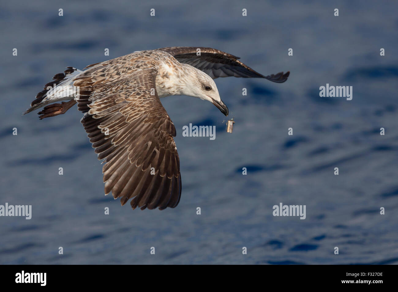 Gelb-legged Möve, Juvenile Fütterung, Kampanien, Italien (Larus Michahellis) Stockfoto