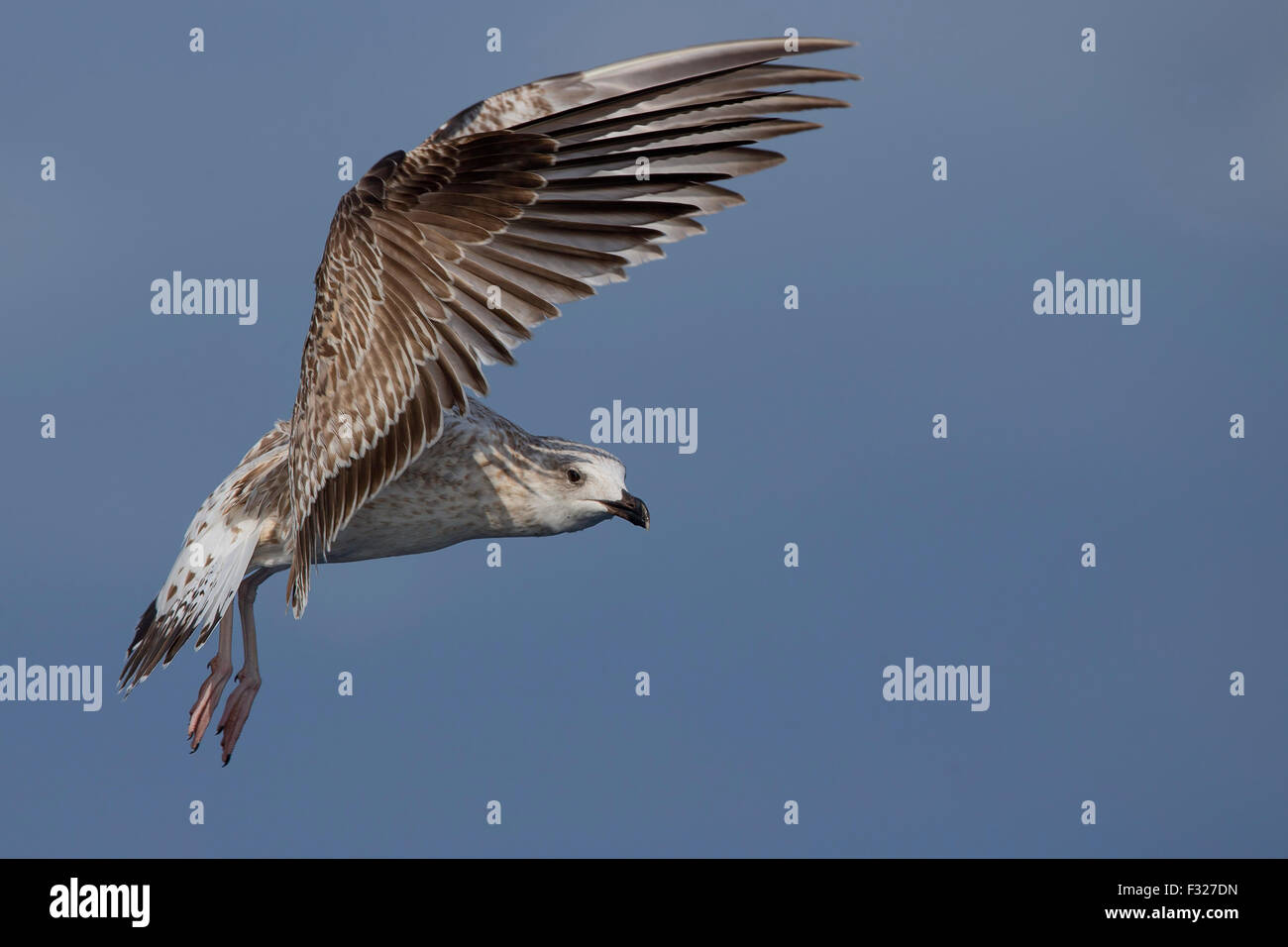Gelb-beinigen Möwe im Flug, Kampanien, Italien (Larus Michahellis) juvenile Stockfoto