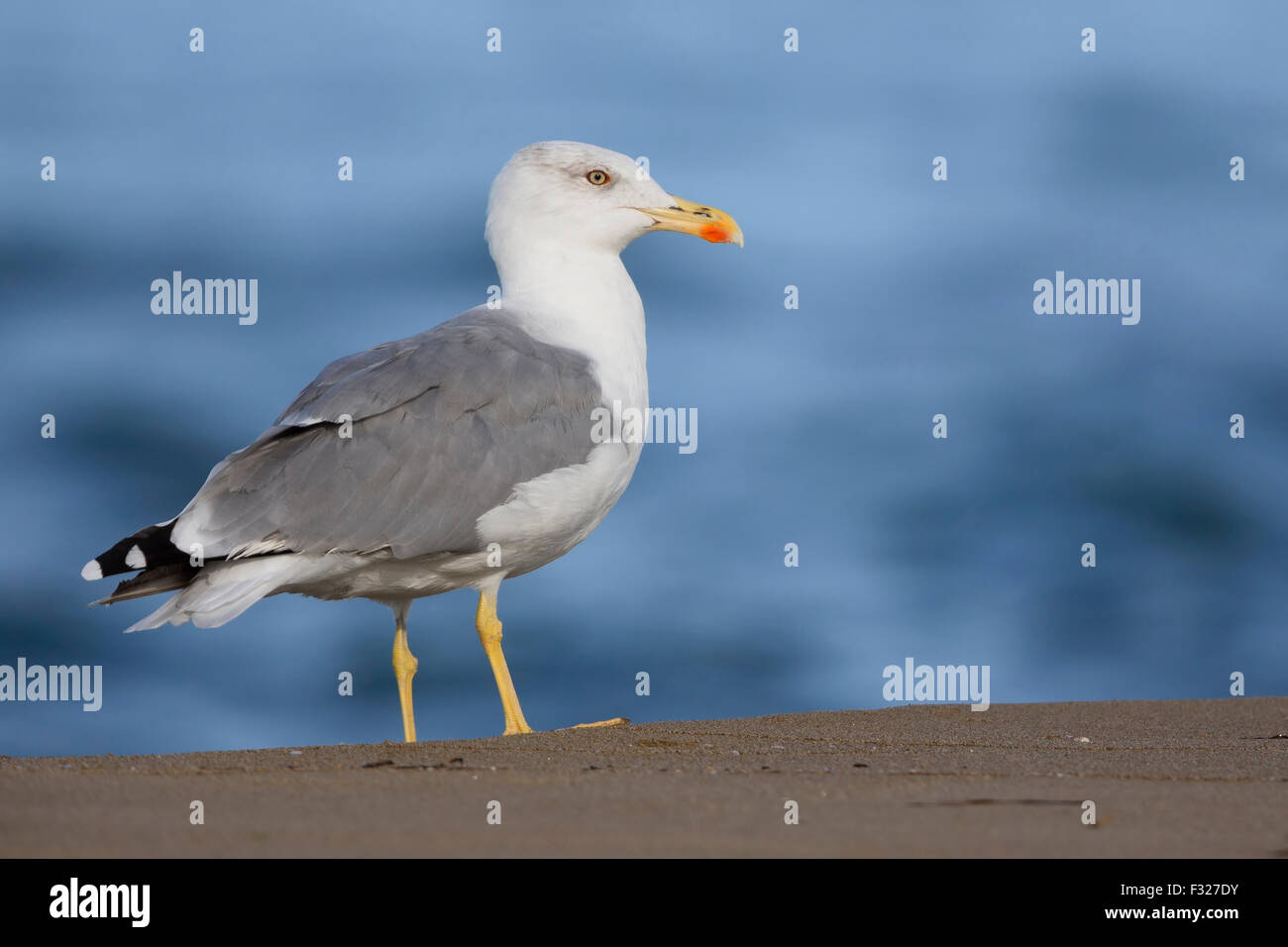 Gelb-beinigen Gull, stehend auf einem Strand, Kampanien, Italien (Larus Michahellis) Erwachsene Stockfoto