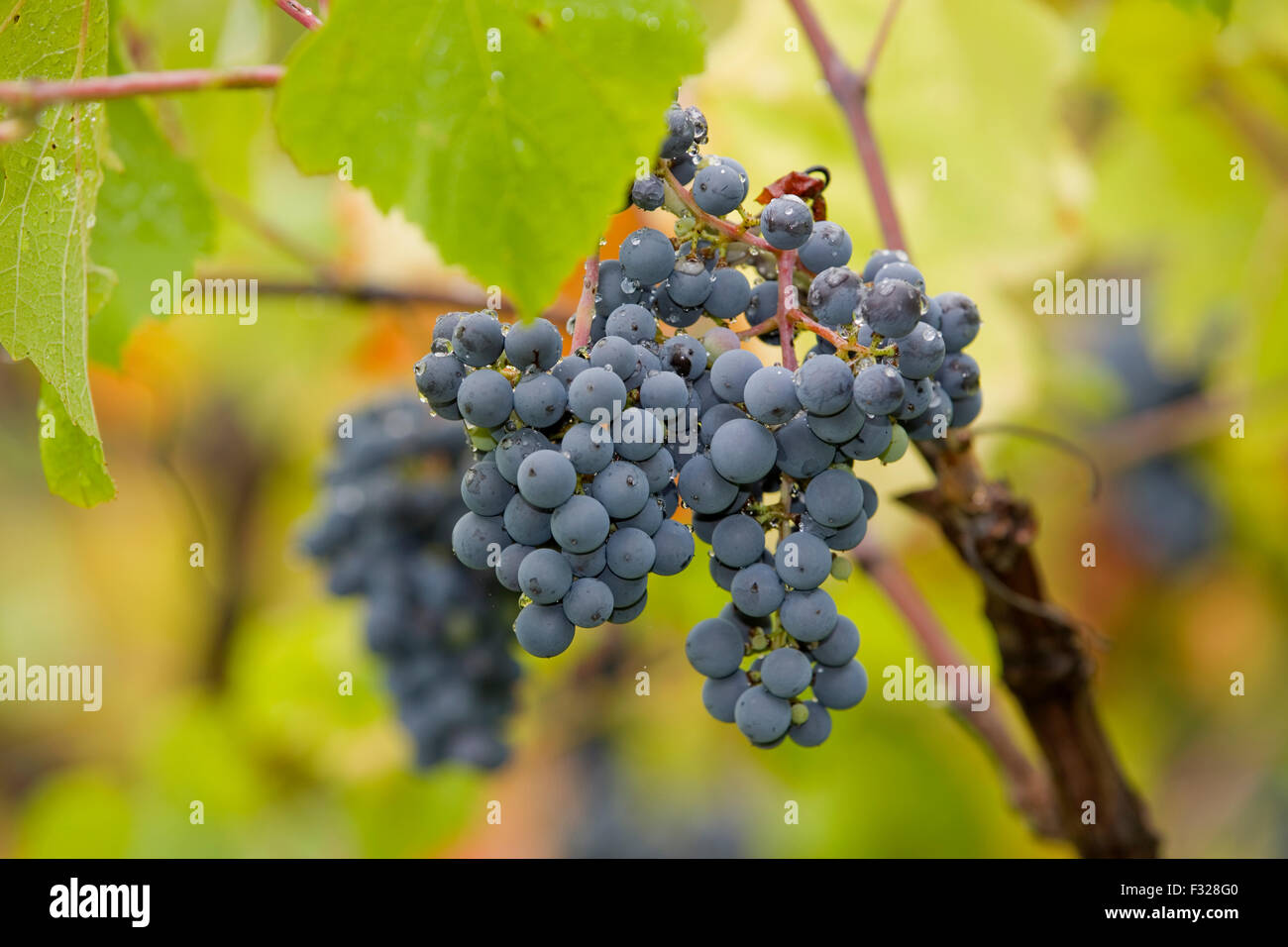 Weingut Detail, Minho Region nördlich von Portugal Stockfoto