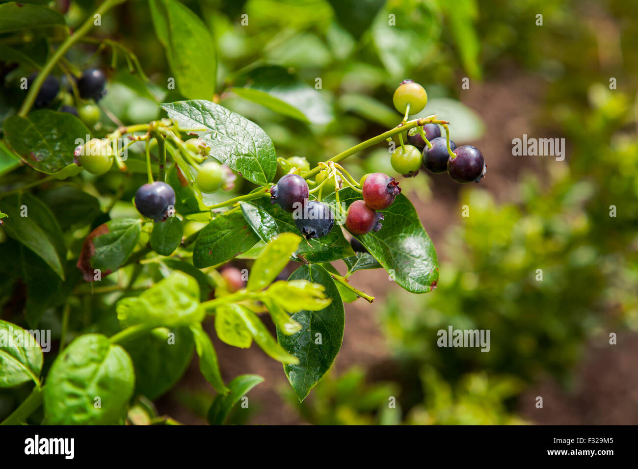 Bild von Heidelbeere Bush mit Reife und unreife Früchte. Stockfoto
