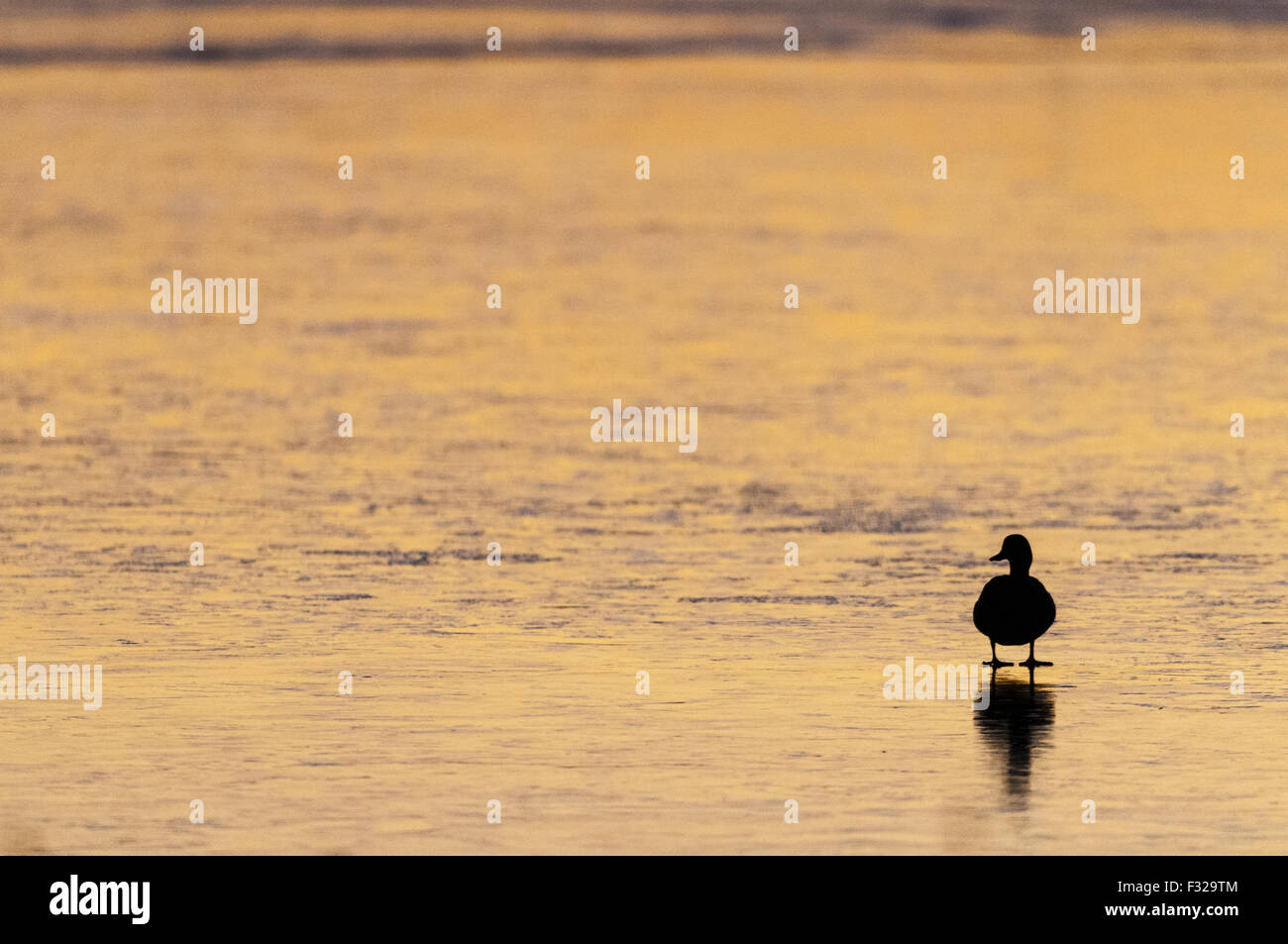 Stockente (Anas Platyrhynchos) Erwachsene, stehend auf gefrorenen Hochwasser silhouettiert im Morgengrauen, Oare Sümpfe Nature Reserve, Oare, Stockfoto