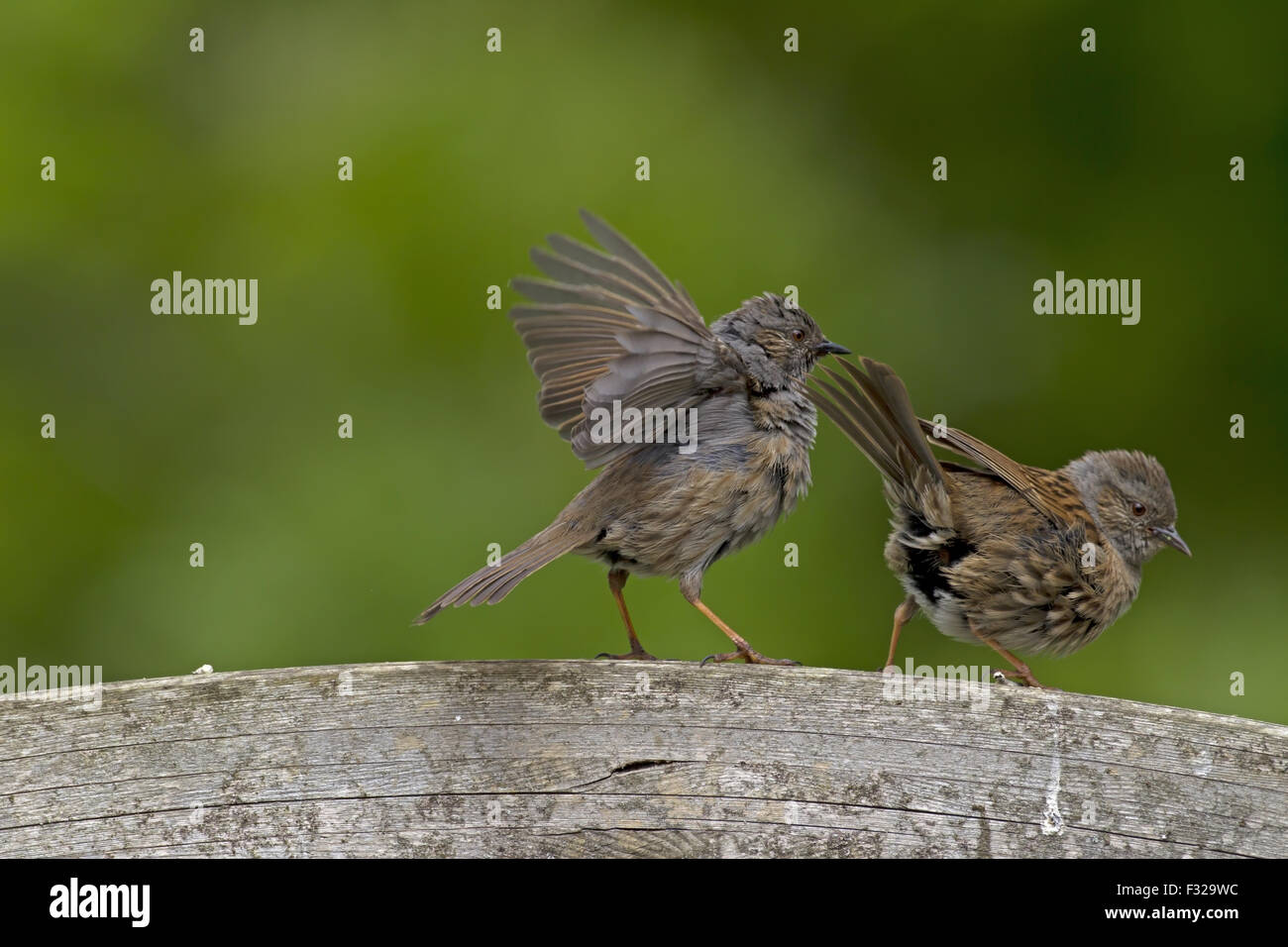 Heckenbraunelle (Prunella Modularis) Erwachsenen paar, während der Balz im Garten, Norfolk, England, Mai Stockfoto