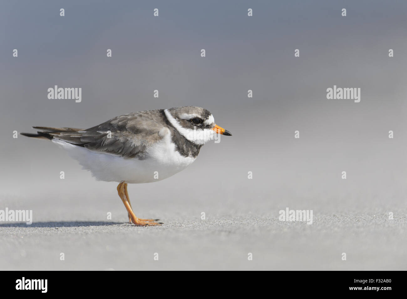 Gemeinsamen Flussregenpfeifer-Regenpfeifer (Charadrius Hiaticula) Erwachsenen, Zucht Gefieder, stehend am Sandstrand, Yell, Shetland Islands, Schottland, Stockfoto