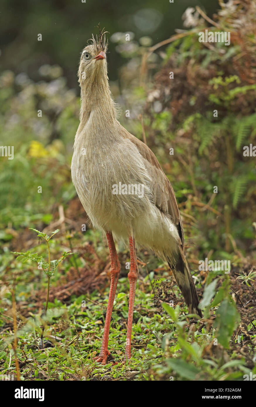 Rotbeinige Seriema (Cariama Cristata) Erwachsenen, stehend auf Boden, Regenwald, Bundesstaat Rio De Janeiro, Brasilien, Juli Stockfoto