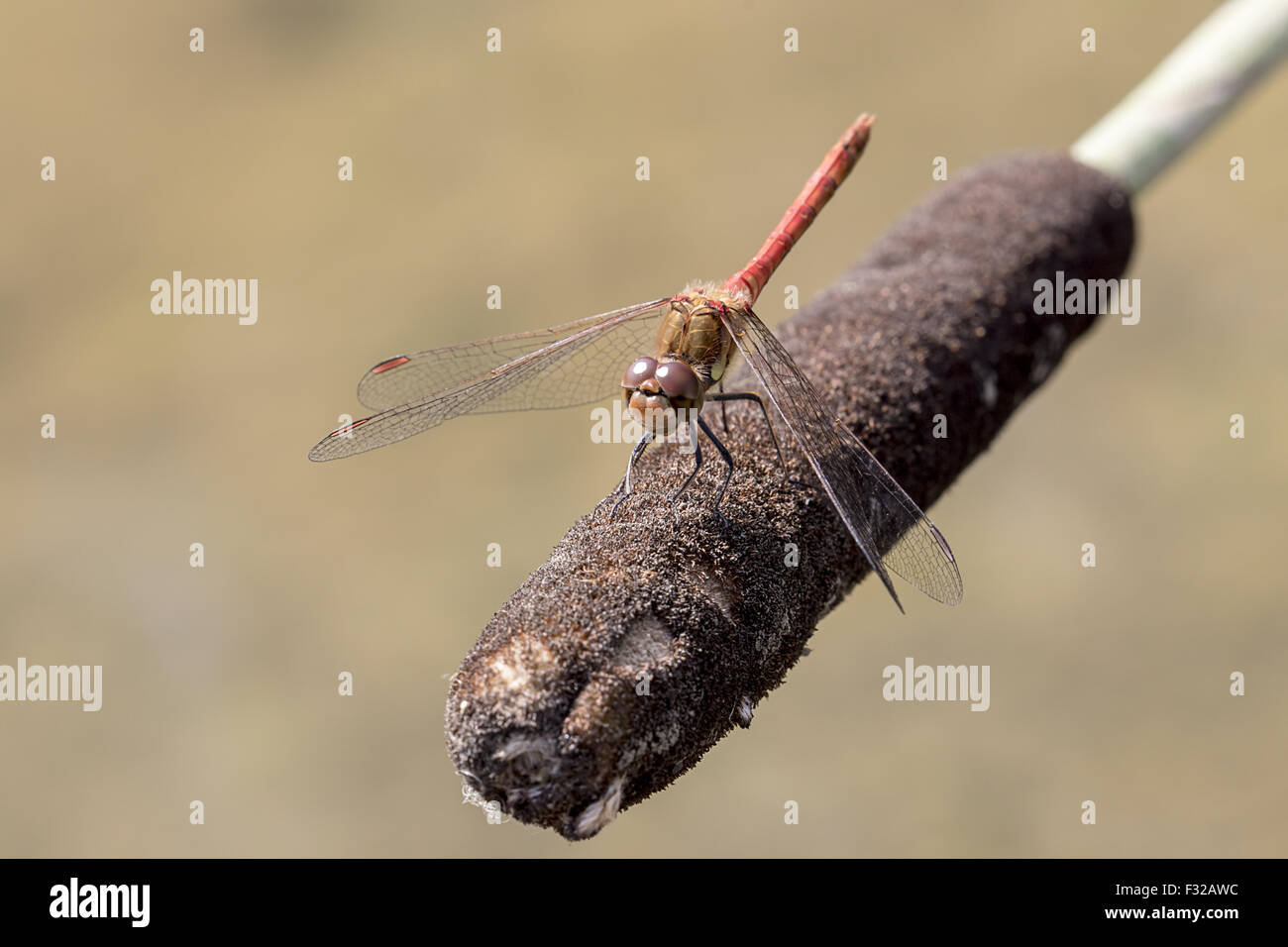 Ruddy Darter männlichen Anzeige auf ein anderes Männchen. Stockfoto