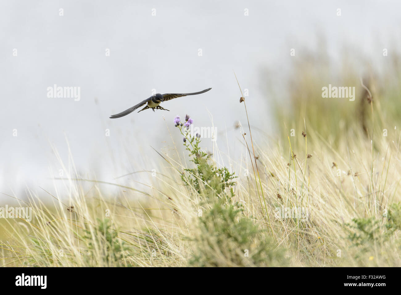 Rauchschwalbe (Hirundo Rustica Rustica) Jugendkriminalität, im Flug über Wiese, Blithfield, Staffordshire, England, August Stockfoto