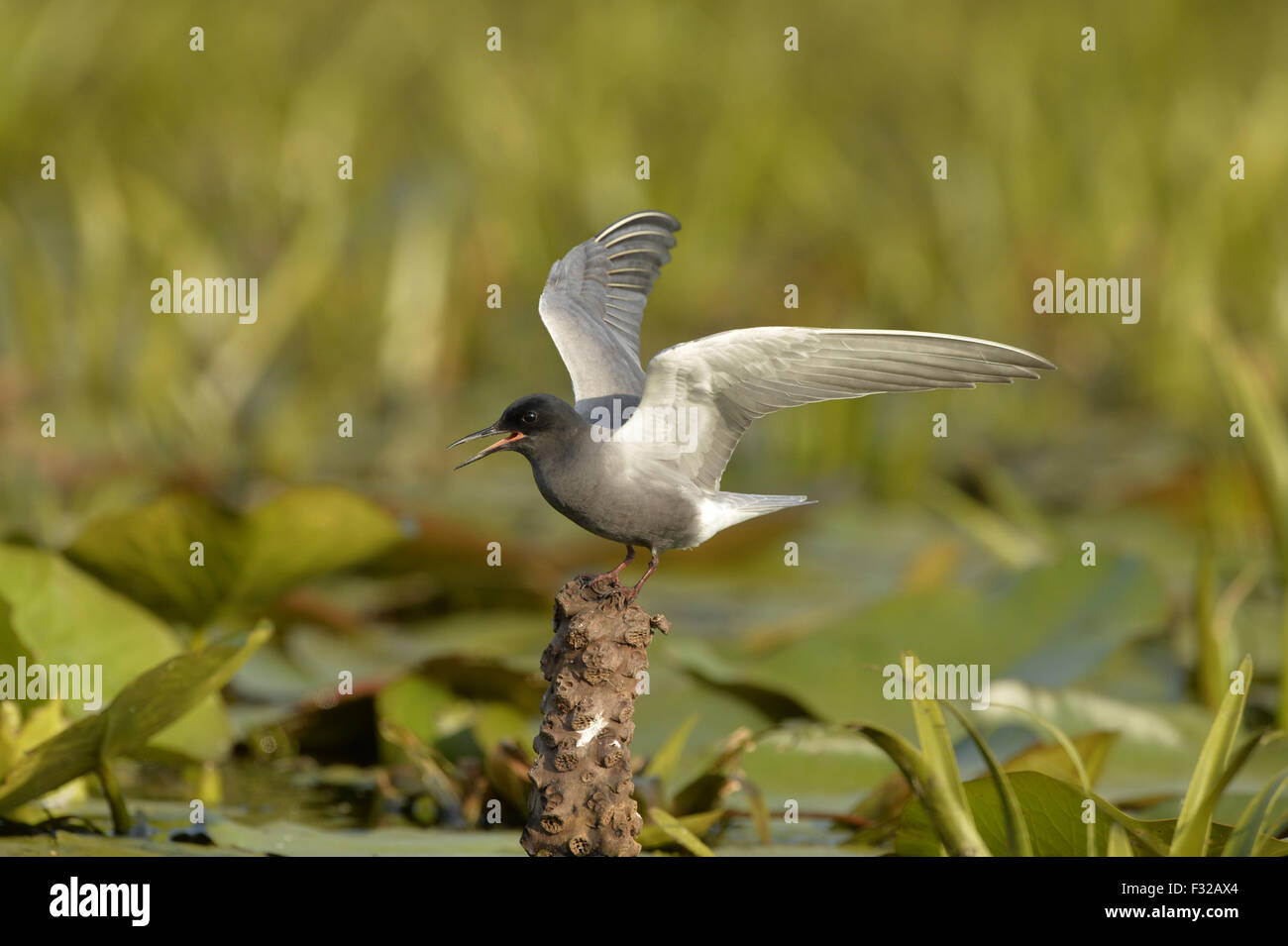 Schwarz-Seeschwalbe (Chlidonias Niger) Erwachsenen, Zucht Gefieder, mit Flügeln angesprochen, stehend auf Seerose Rhizom, Donaudelta, Tulcea, Rumänien, Mai Stockfoto