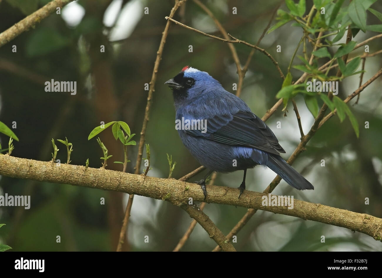 Matrizengeformte Tanager (Stephanophorus Diadematus) Erwachsene, thront auf Zweig, Regenwald, Brasilien, Juni Stockfoto