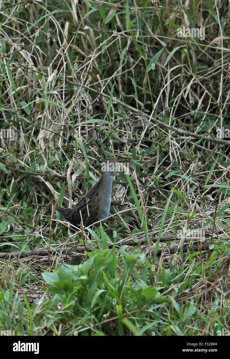 Asche-throated Crake (Mustelirallus Albicollis Albicollis) Erwachsenen, stehen am Rand der Sumpf in den späten Abend, Atlantischer Regenwald, Stockfoto