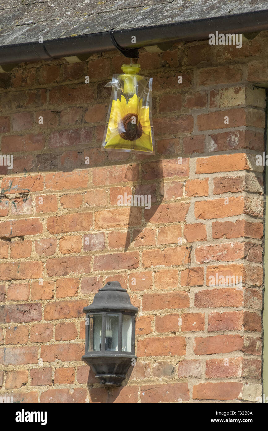 Wespenfalle, verwendet, um zu gewinnen und Wespen, fliegen und andere Insekten zu töten. Stockfoto