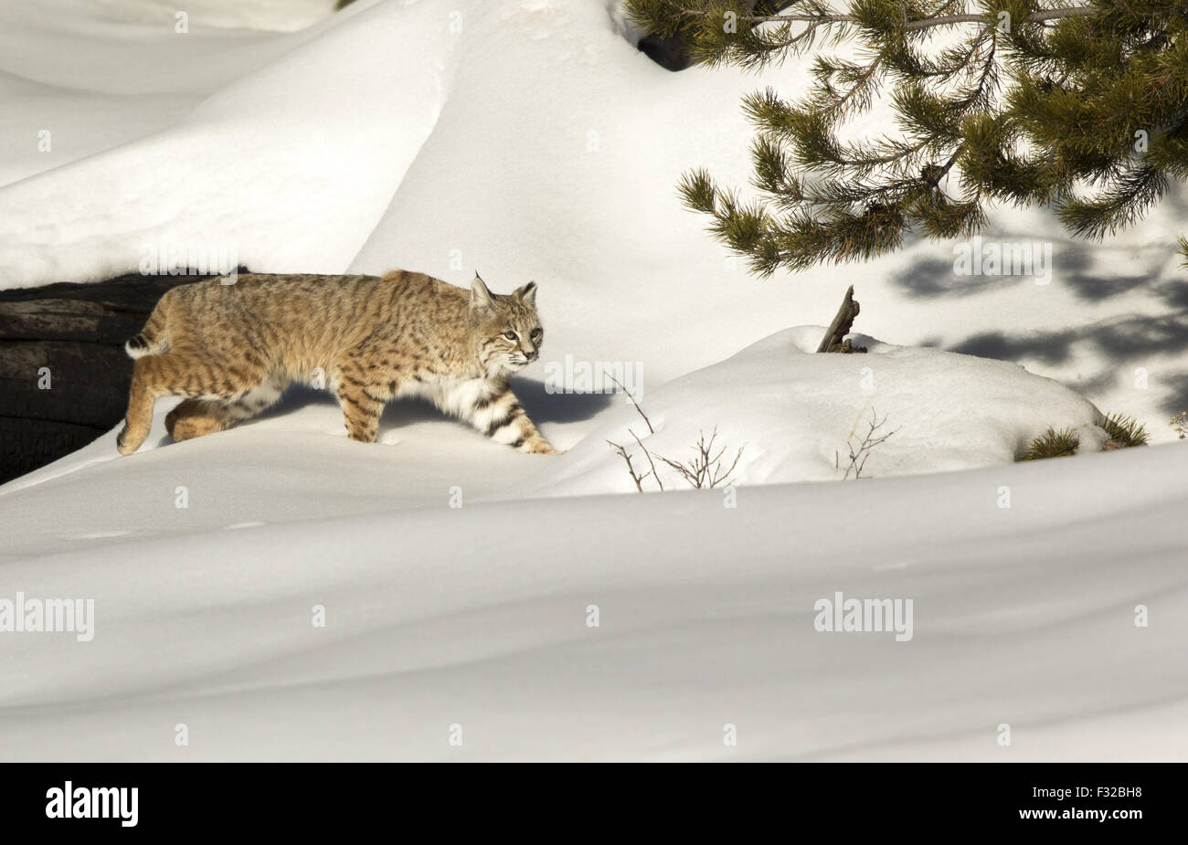 Rotluchs (Lynx Rufus) Erwachsenen, Wandern im Schnee, Yellowstone Nationalpark, Wyoming, Vereinigte Staaten von Amerika, Februar Stockfoto