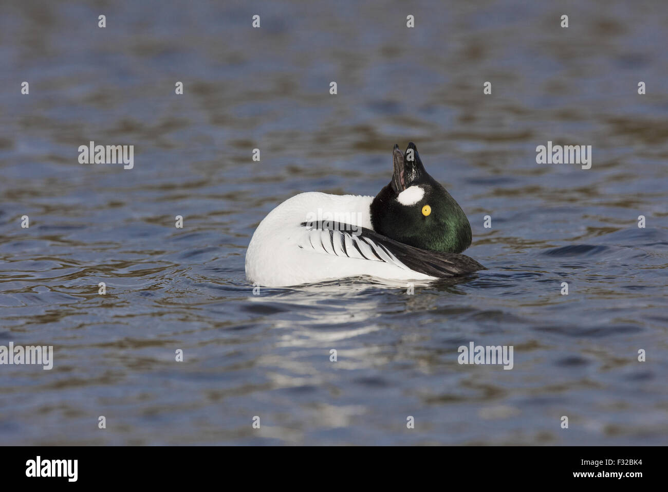 Erwachsene männliche Reiherenten (Aythya Fuligula), Anzeige auf Wasser, Norfolk, England, April Stockfoto