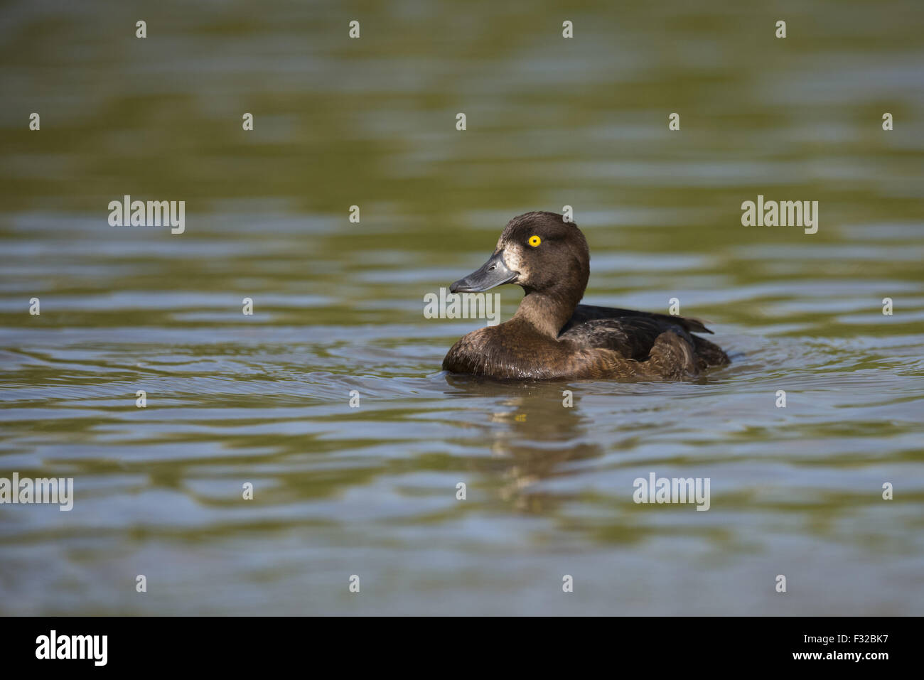 Erwachsenes Weibchen Reiherenten (Aythya Fuligula), Schwimmen im See, Norfolk, England, Juni Stockfoto