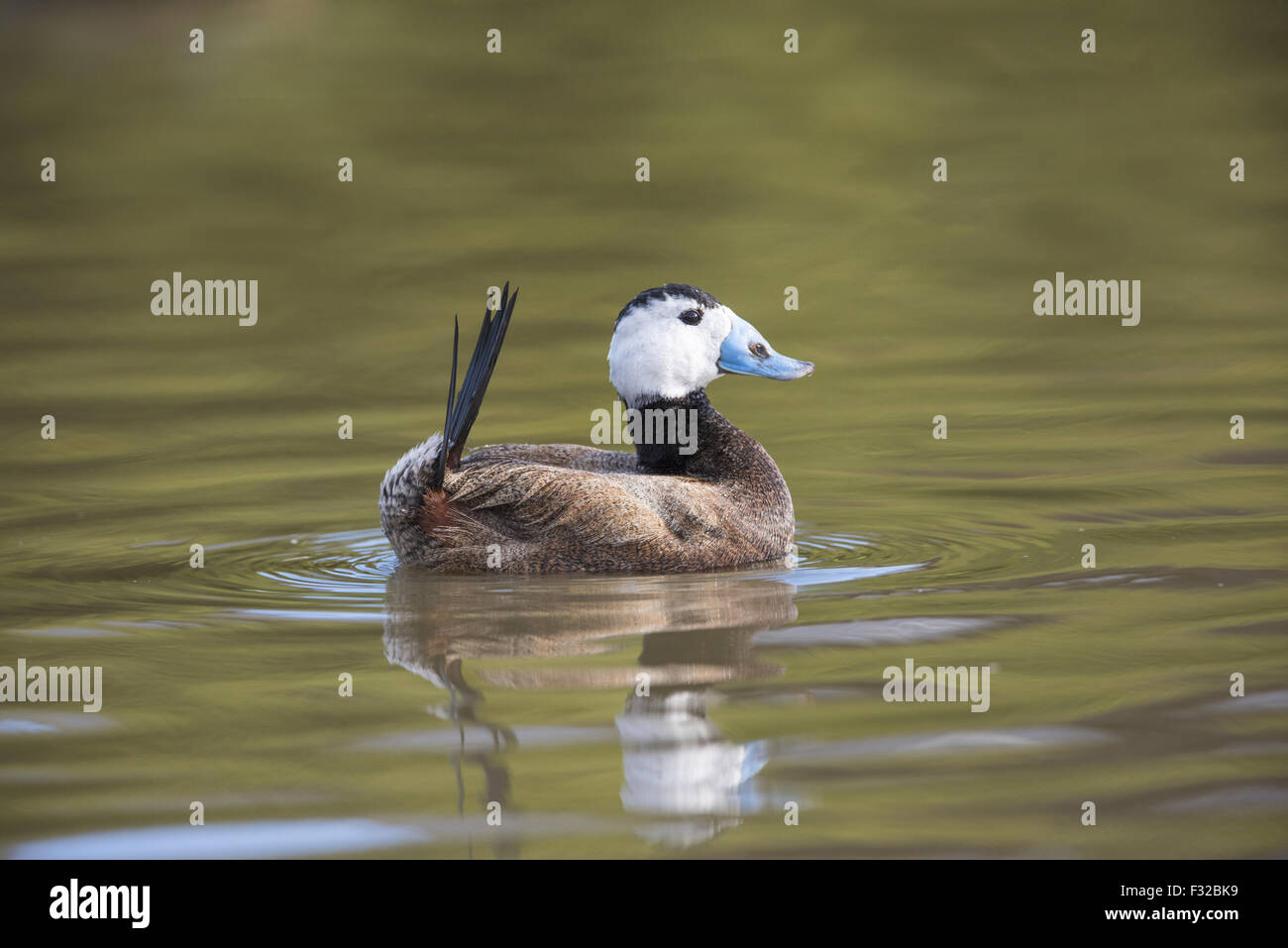 Gescheckte Ente (Oxyura Leucocephala) Männchen, auf dem Wasser (Captive) anzeigen Stockfoto