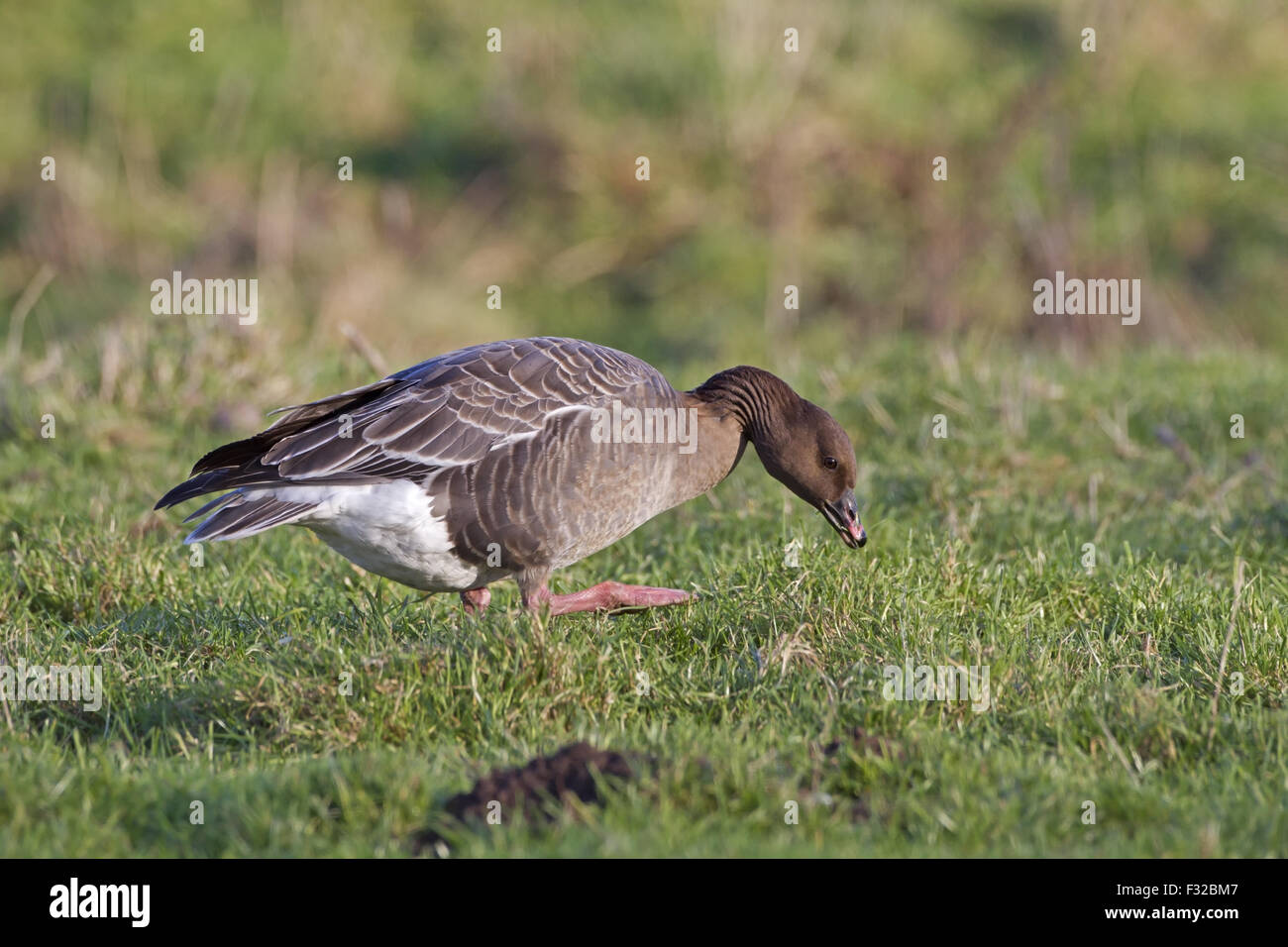 Pink-footed Goose (Anser Brachyrhynchus) Erwachsene, Fütterung auf dem Rasen im Feld, Norfolk, England, Januar Stockfoto