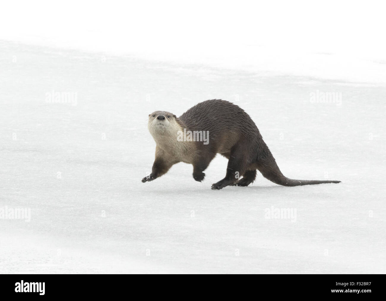 Nordamerikanischer Fischotter (Lontra Canadensis) Erwachsenen, laufen auf dem Eis der zugefrorenen Fluss, Yellowstone Nationalpark, Wyoming, Vereinigte Staaten von Amerika, Februar Stockfoto