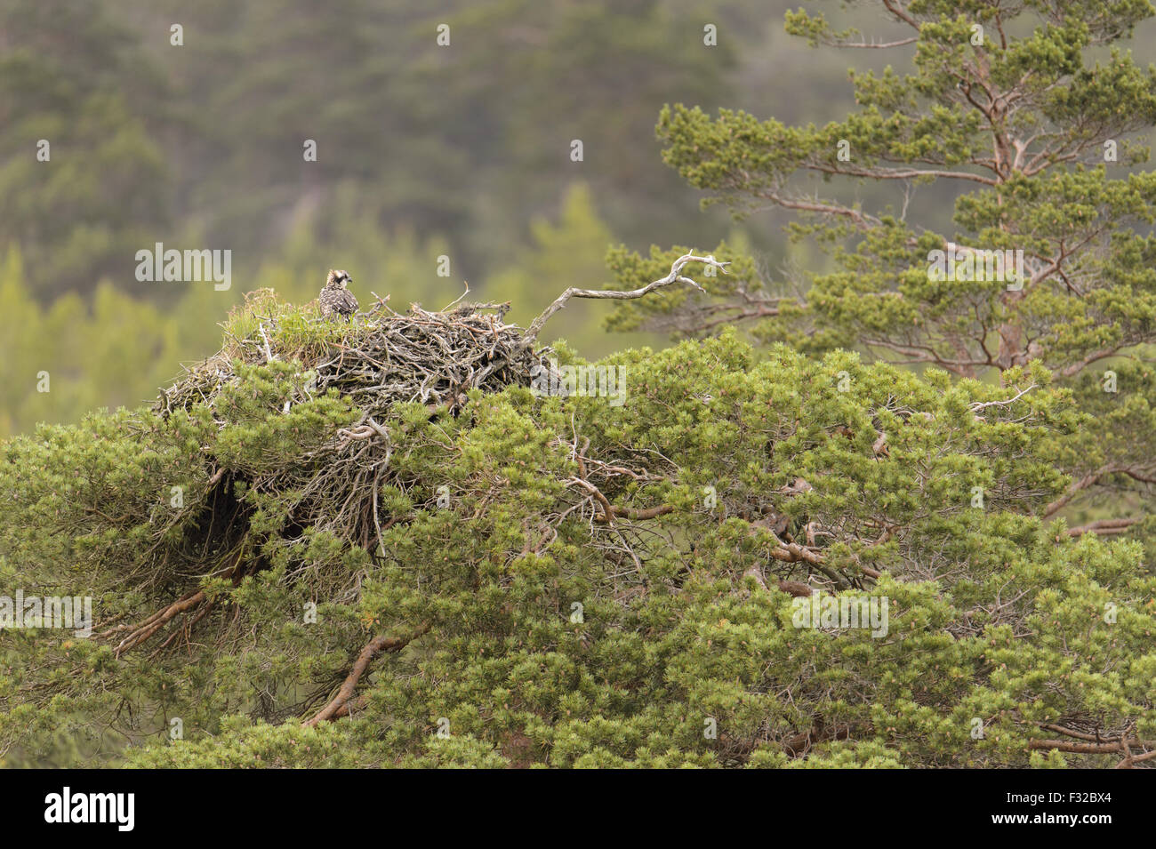 Fischadler (Pandion Haliaetus) Küken, Nest in Föhren (Pinus Sylvestris), in Überbleibsel der Kiefer Lebensraum Wald, Caledonian Wald, Cairngorms Nationalpark, Highlands, Schottland, Juli Stockfoto