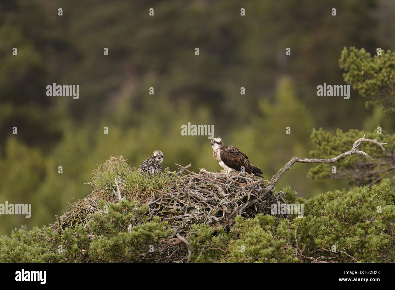 Fischadler (Pandion Haliaetus) Erwachsene und Küken, Nest in Föhren (Pinus Sylvestris) bei Regen, im Rest der Kiefernwald Stockfoto