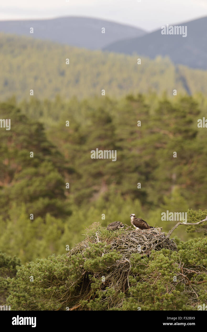 Fischadler (Pandion Haliaetus) Erwachsene und Küken, Nest in Föhren (Pinus Sylvestris) bei Regen, im Rest der Kiefernwald Stockfoto