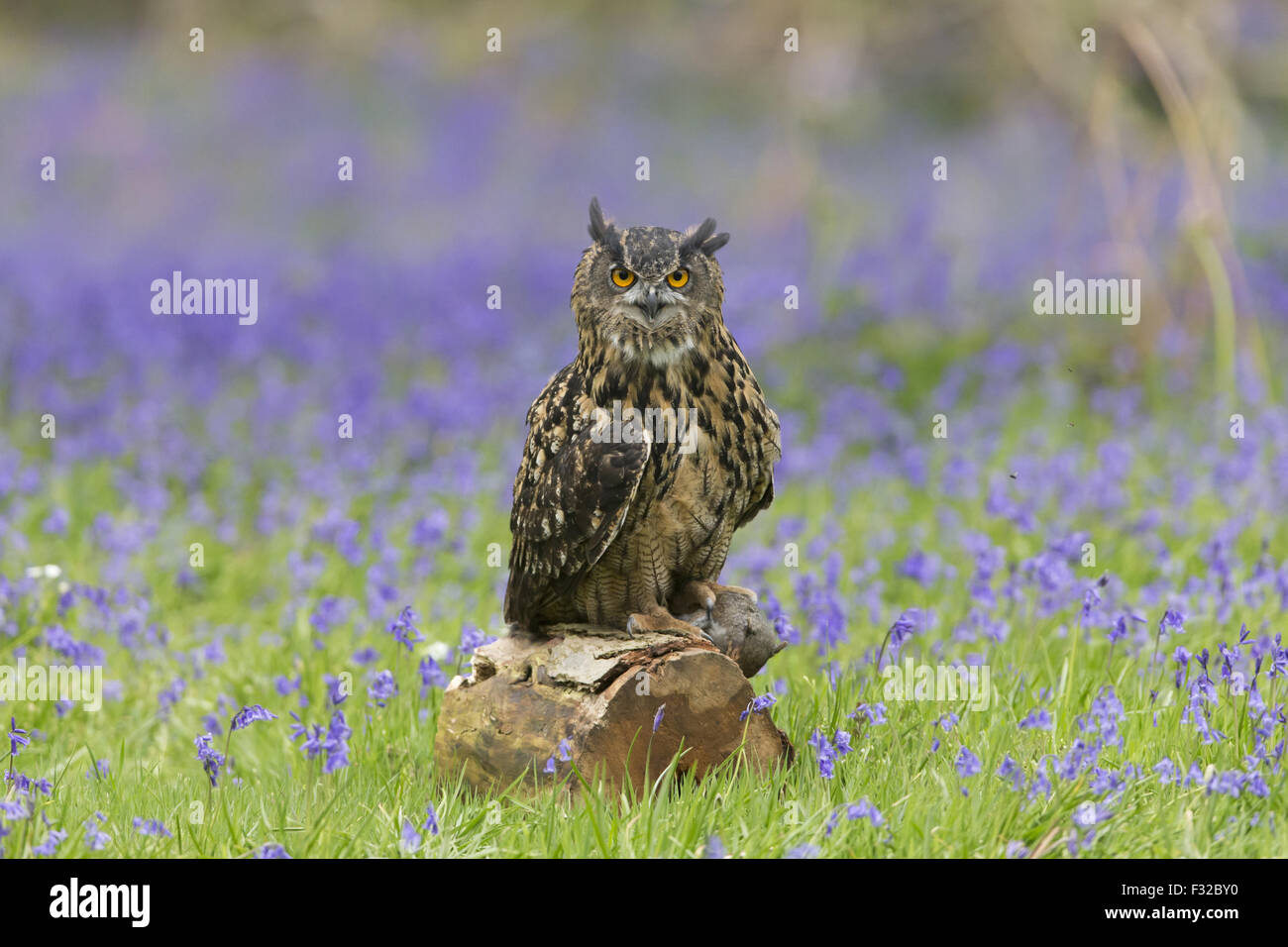 Eurasische Adler-Eule (Bubo Bubo) Erwachsenen, mit östliche graue Eichhörnchen (Sciurus Carolinensis) Beute in den Krallen, gehockt Log unter Bluebell (Hyacinthoides non-Scripta) Blüten, Suffolk, England, Mai (Captive) Stockfoto