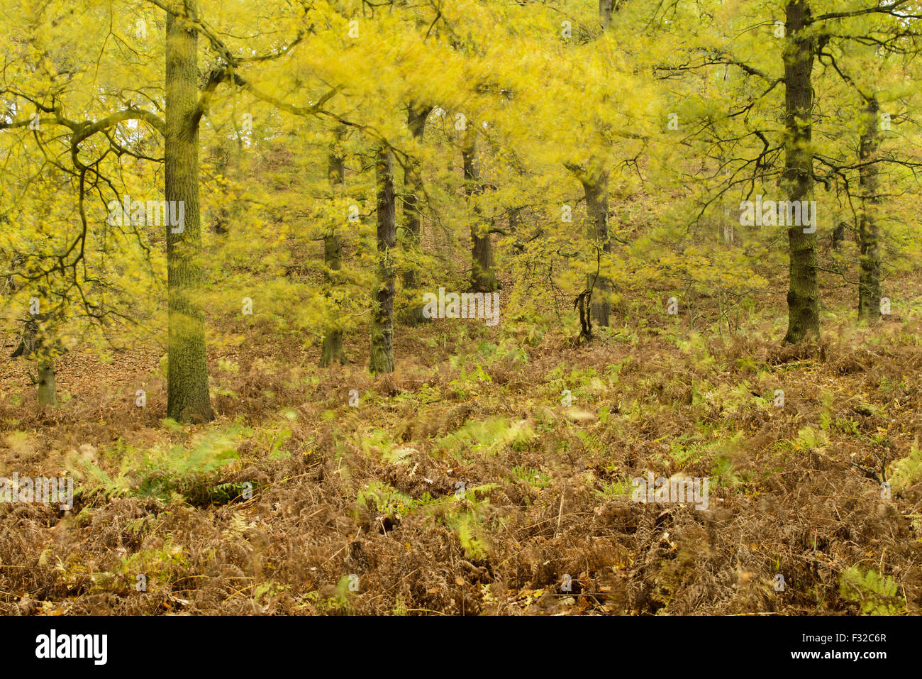 Sommergrünen Wald Lebensraum mit vom Wind verwehten Blätter in Herbstfärbung, verschwommen Bewegung, Shrugborough, Staffordshire, England, November Stockfoto