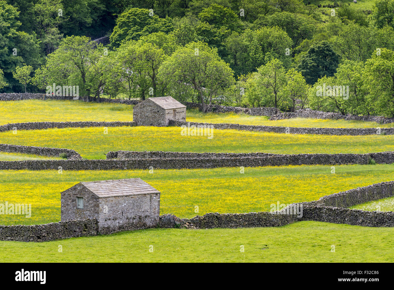 Ansicht von Trockensteinmauern, steinernen Scheunen und traditionellen Wiesen mit blühenden Butterblumen, Gunnerside, Swaledale, Yorkshire Dales Nationalpark, North Yorkshire, England, Juni Stockfoto
