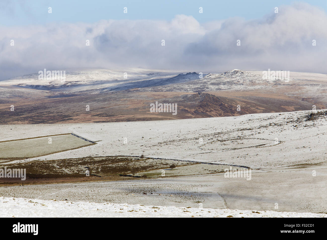 Blick auf niedrige Wolkendecke Bank heben über Schnee bedeckt Moor mit Schafen und Ponys in der Morgendämmerung, weißen Tor, Dartmoor Nationalpark, Dartmoor, Devon, England, Januar Stockfoto