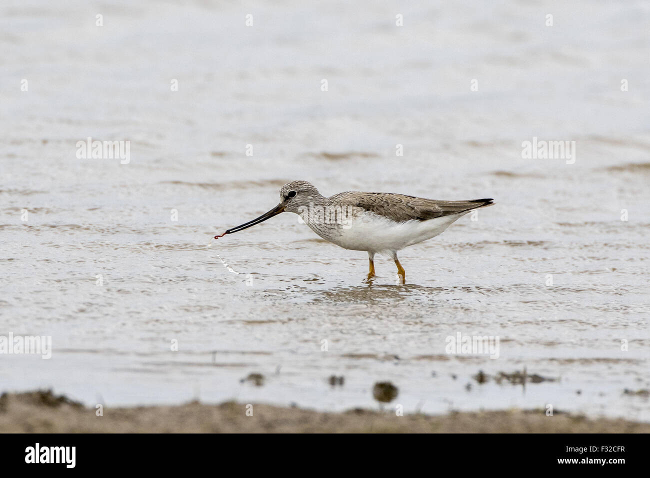 Terek Sandpiper mit marine-Wurm - Erwachsene Sommer Gefieder in Deepdale Marsh North Norfolk Juni 2015 Stockfoto