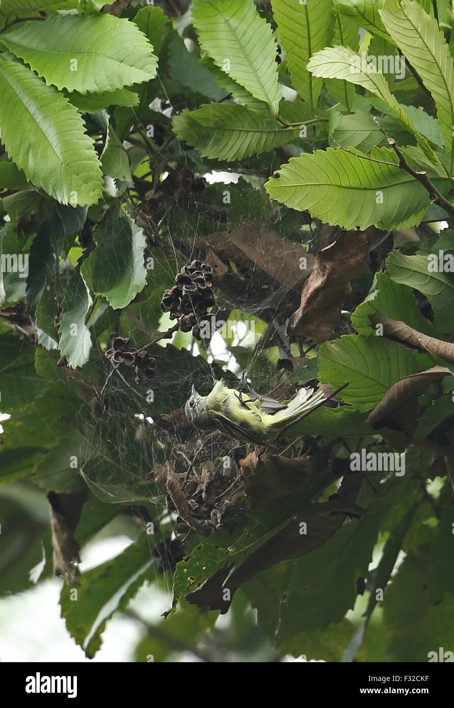 Panamaischen Tyrannulet (Phylloscartes Flavovirens) Erwachsene, gefangen im Spinnennetz, San Francisco Reserve, Darien, Panama, April Stockfoto