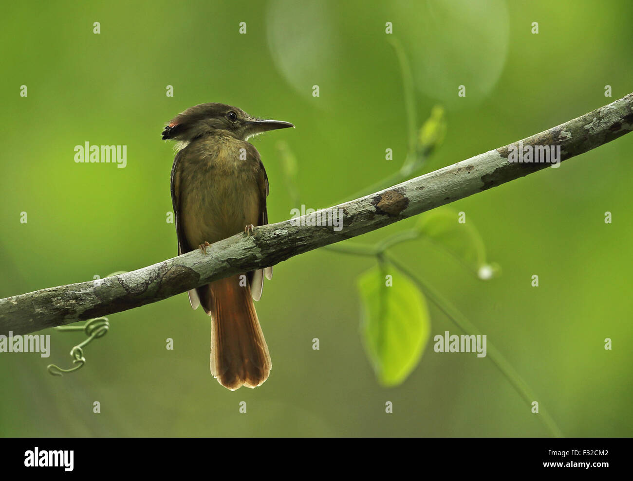 Onychorhynchus coronatus mexicanus Fotos und Bildmaterial in hoher