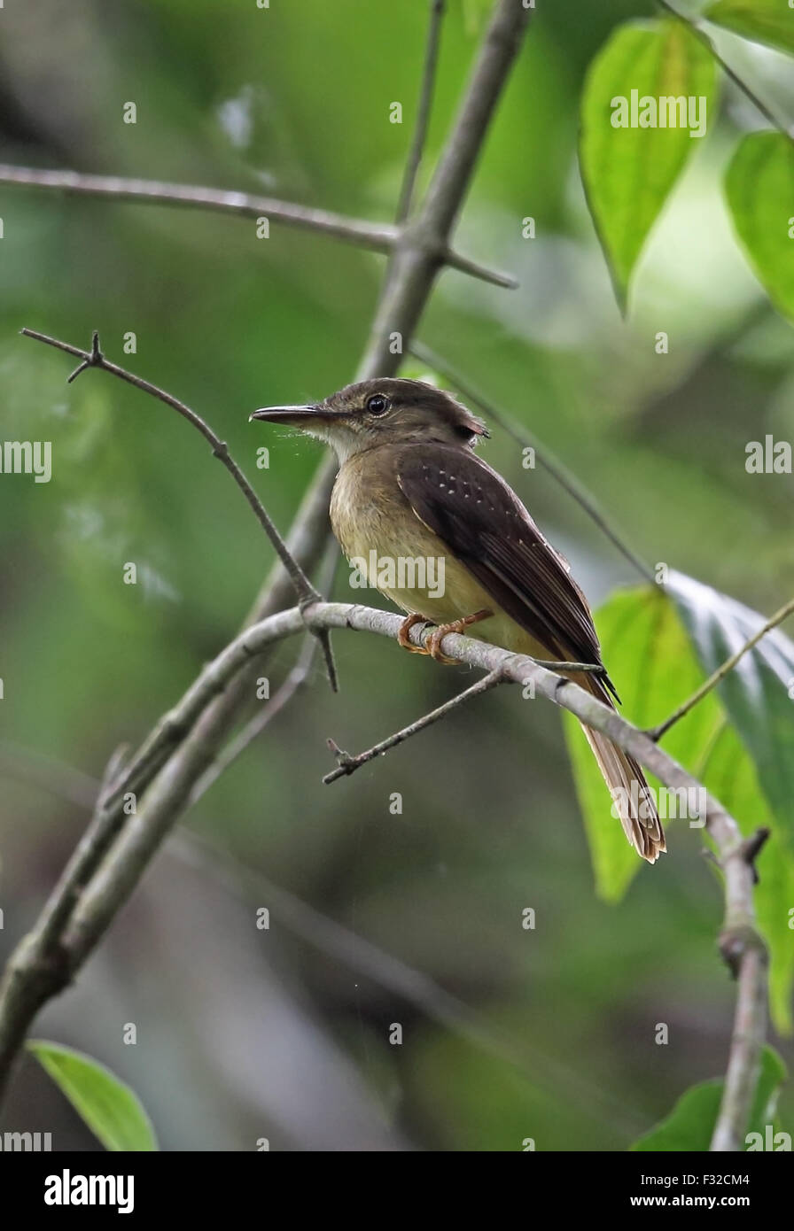 Onychorhynchus coronatus mexicanus Fotos und Bildmaterial in hoher
