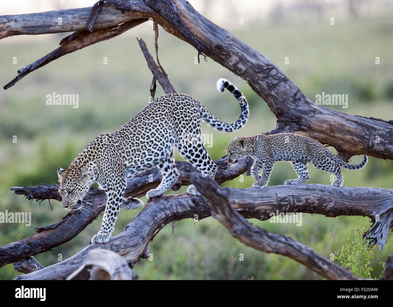 Mutter und Baby Leopard Wandern im Schritt auf einem verwitterten Baum im Serengeti Nationalpark, Tansania Stockfoto